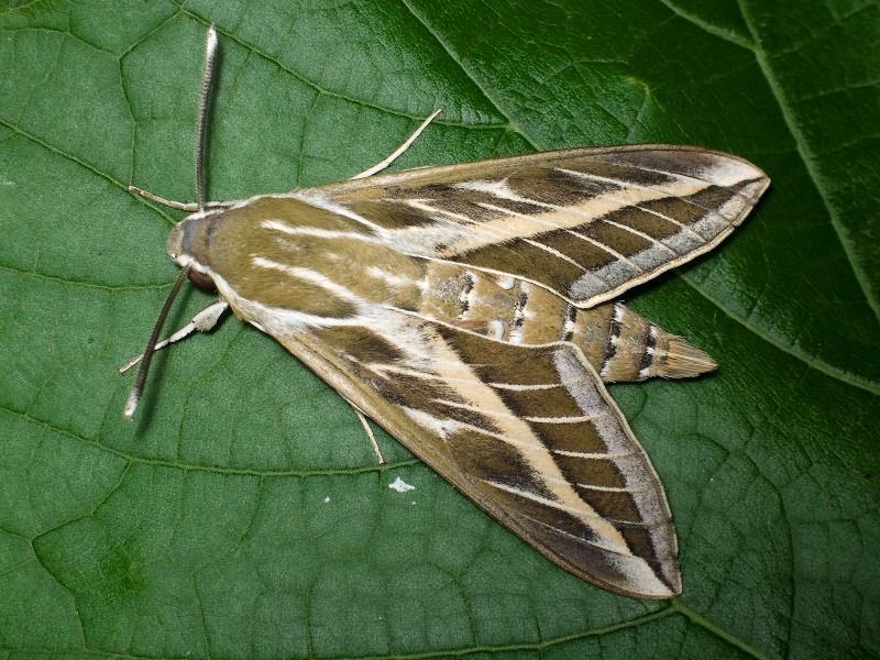 Hyles livornica (Esper, 1780)